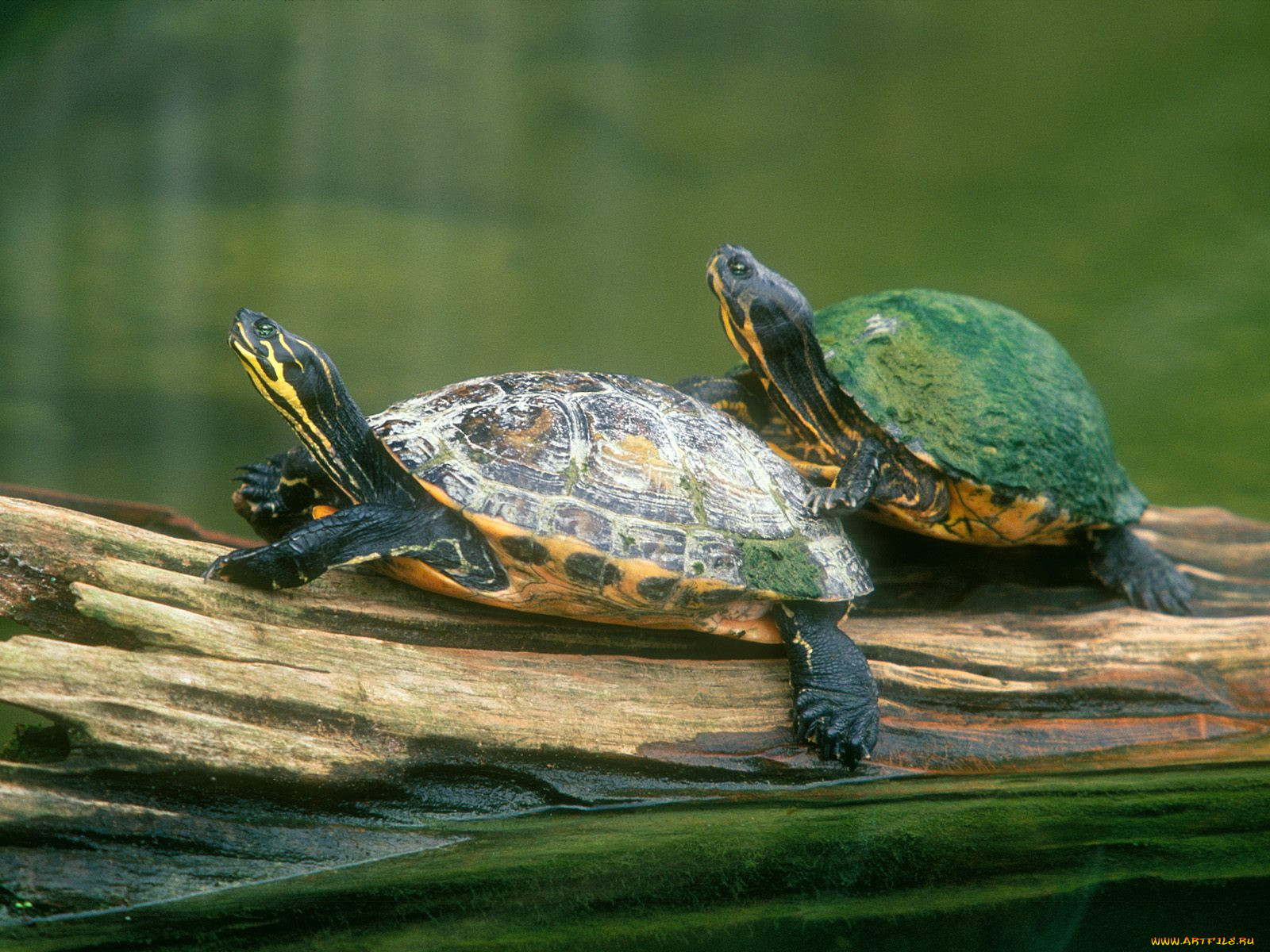 log, jumping, peninsula, cooter, turtles, , 